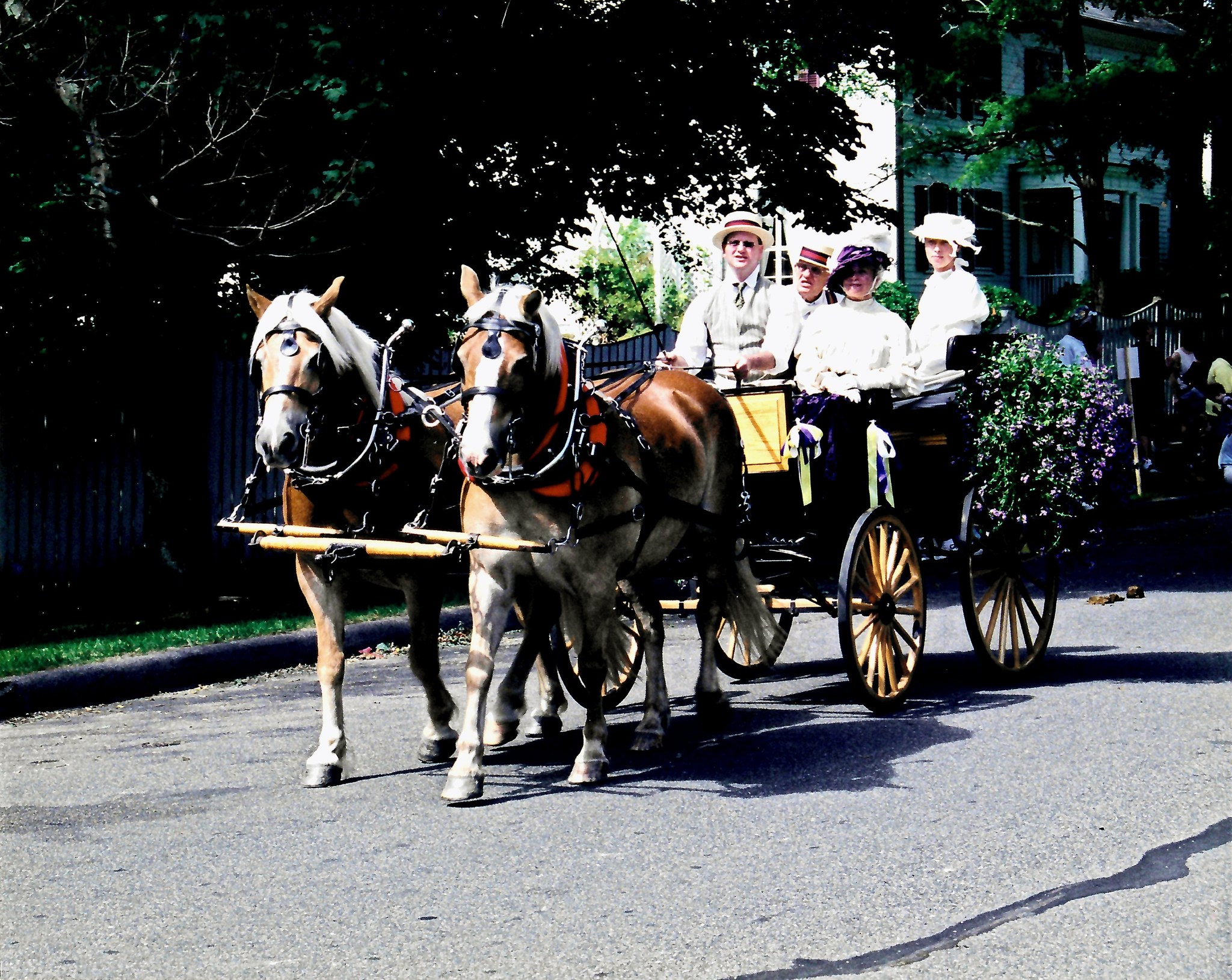 My parents driving a Haflinger at Musicwoods Farm