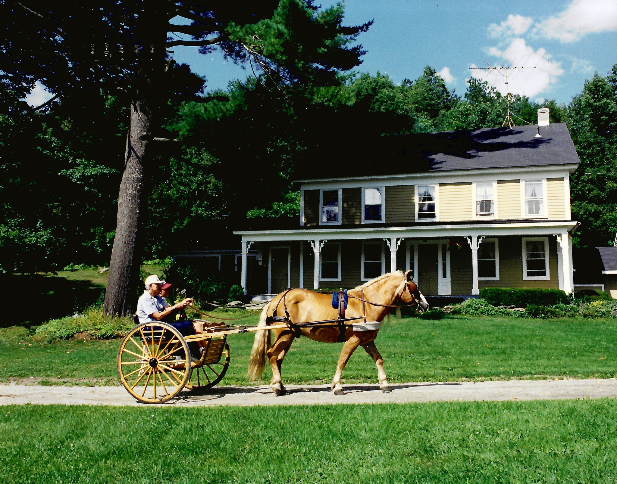 Haflingers at Musicwoods Farm