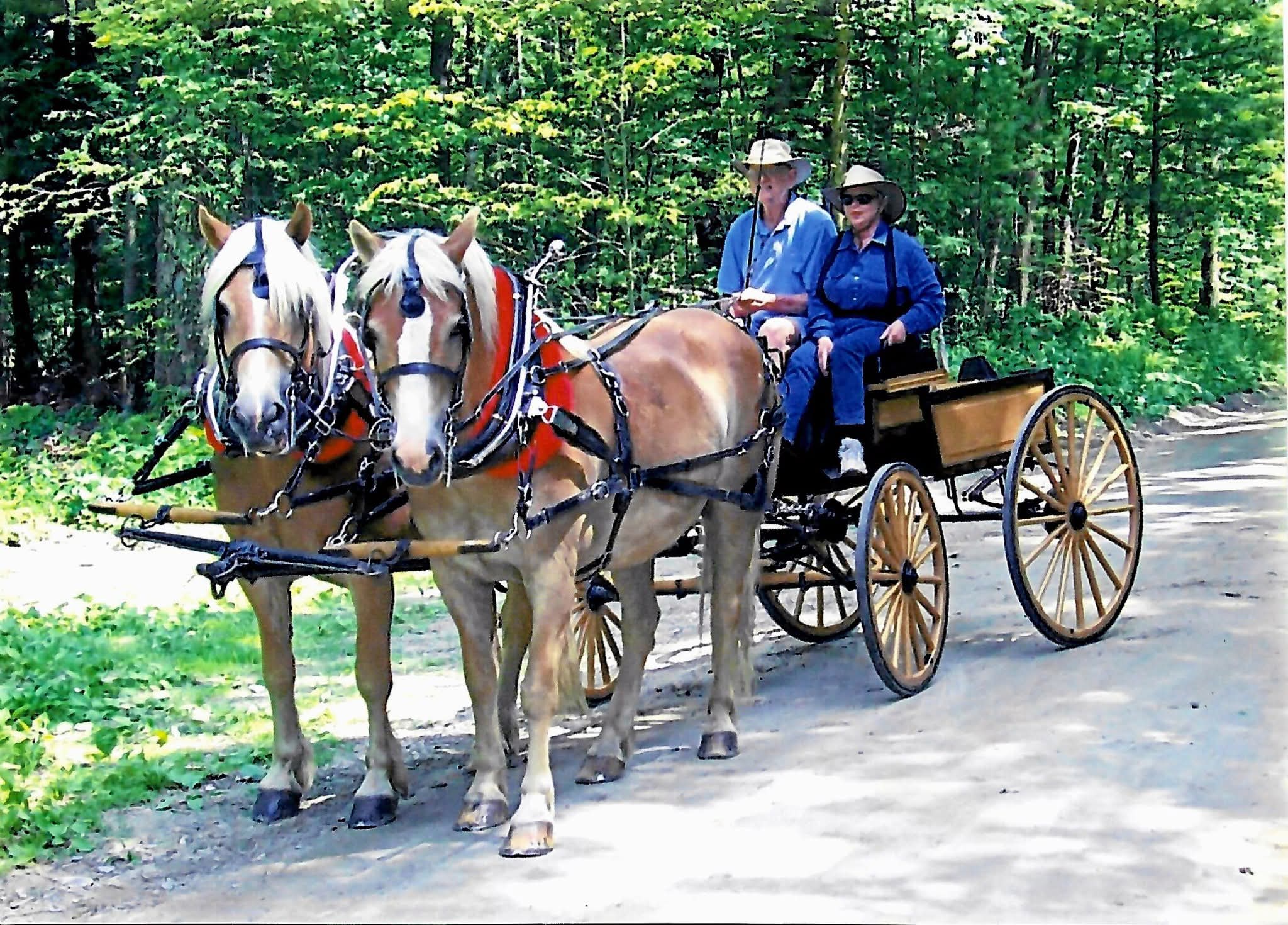 Haflingers at Musicwoods Farm