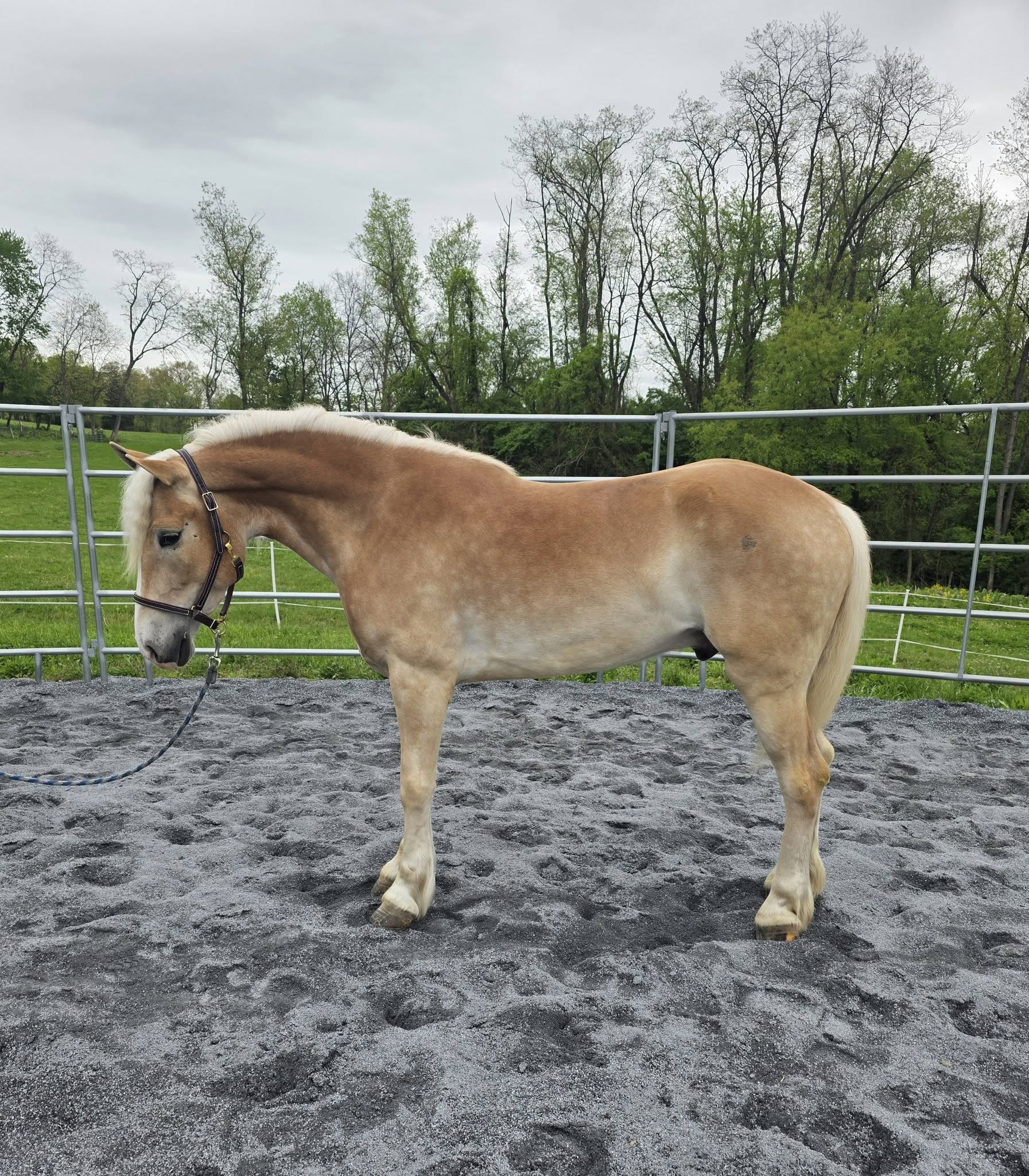 W.L. Ranger — Haflinger at Musicwoods Farm
