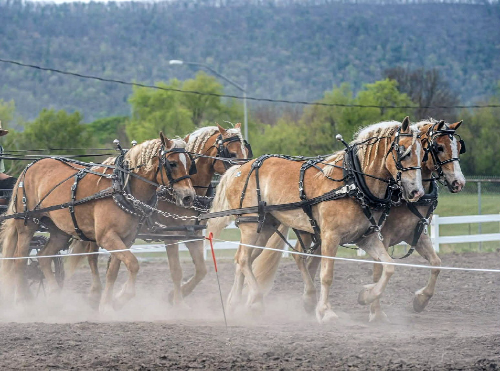 Ranger as the far-lead in a four-in-hand at auction