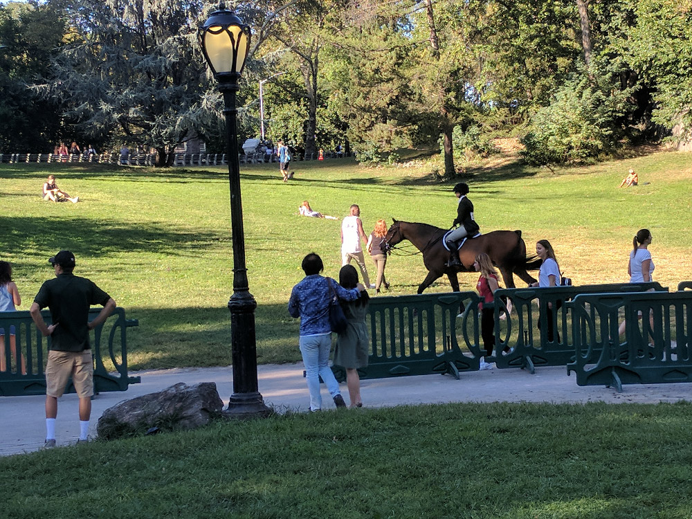 Horses at the Central Park Horse Show, September 23, 2017
