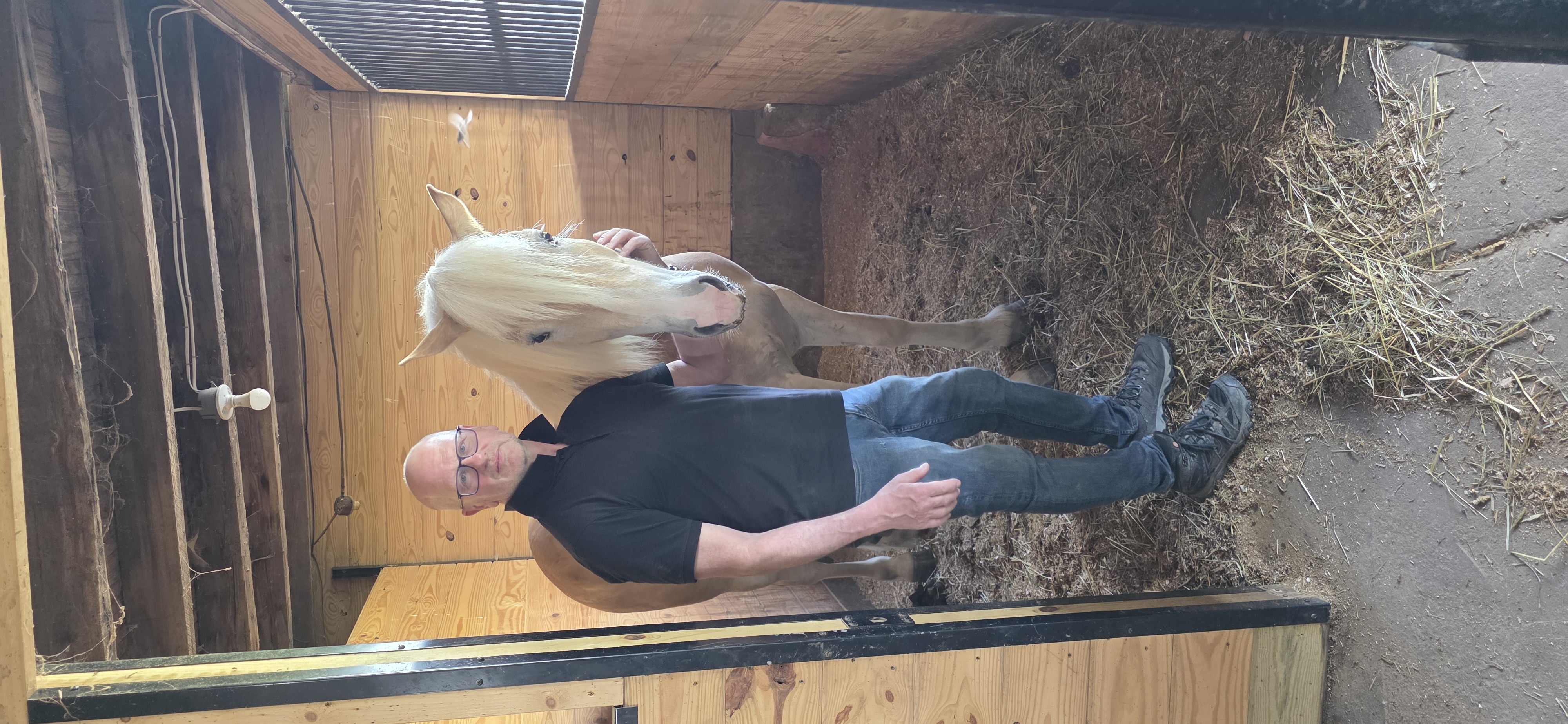 W.L. Ranger in his stall at Hopeland Haflingers
