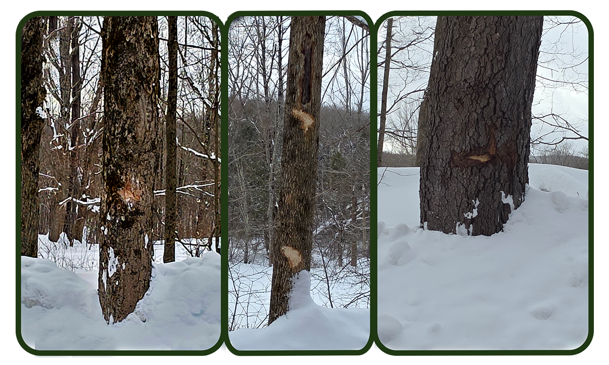 Trees along Scott Road — 300-year-old maples at the center of a legal dispute